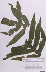 Phlebodium aureum. Herbarium specimen of a plant from Kerikeri, AK 353079/B, showing the apex of a pinnatifid fertile frond.
 Image: Auckland Museum © Auckland Museum CC BY-NC 3.0 NZ